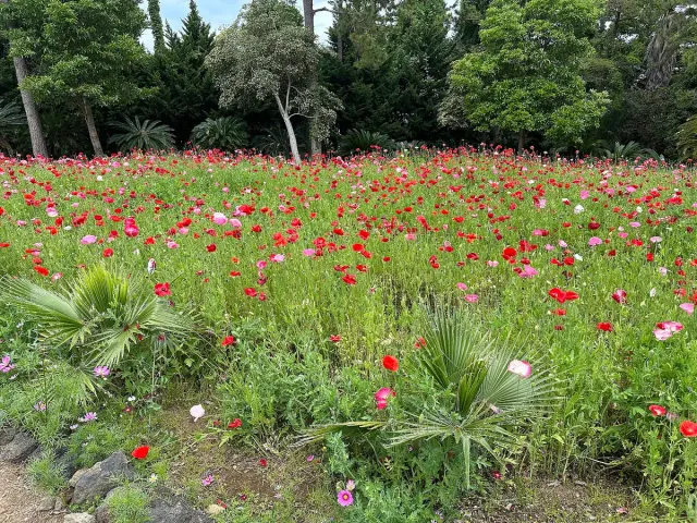 שדה פרחים אדומים ולבנים פורח בגן מטופח בין עצים