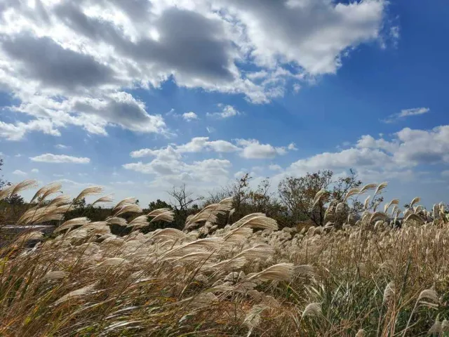 מדרון גבעה מכוסה עשב כסוף גבוה תחת שמים מעוננים